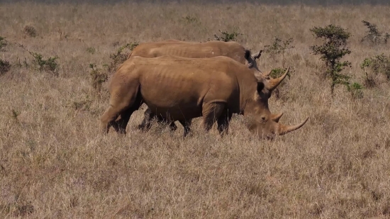 Full Hd Video 1920x1080 Download, Rhinoceros, Odd-toed Ungulate, Ungulate, Mammal, Placental