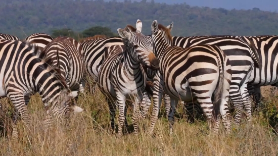 Full Hd Video Wallpaper Download, Zebra, Equine, Ungulate, Wildlife, Safari