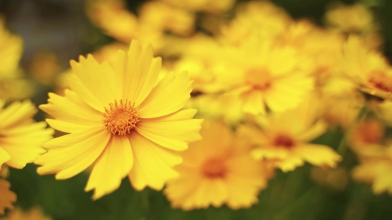 Full Moon Stock Footage Free, Flower, Plant, Herb, Vascular Plant, Yellow