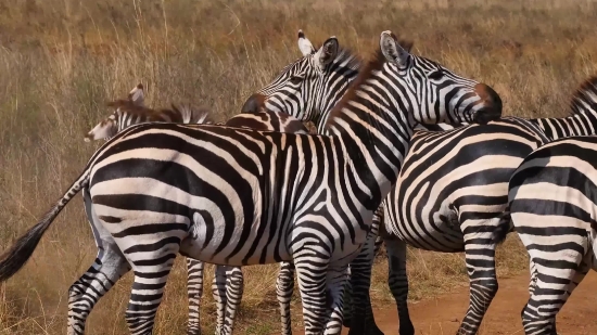 Full Moon Video Clip, Zebra, Equine, Ungulate, Wildlife, Safari