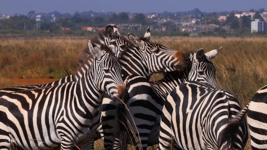 Full Screen Background Video Download, Zebra, Equine, Ungulate, Wildlife, Safari