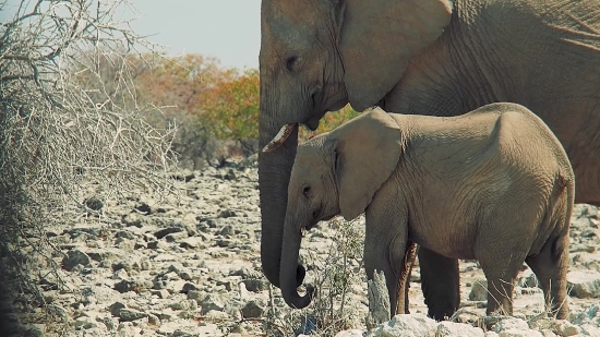 Funny Animals Video Clips, Elephant, Mammal, Safari, Wildlife, Wild