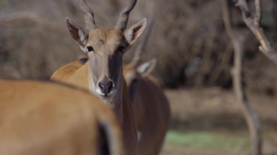 Funny Animals Video Clips Free Download, Antelope, Impala, Wildlife, Deer, Buck