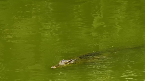 Funny Clip Tik Tok, Alligator, Water, Crocodile, Reptile, Lake