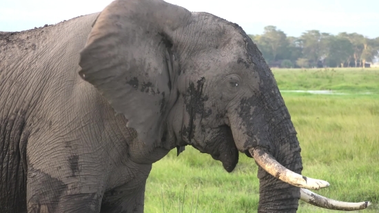 Funny Clips For Editing, Elephant, Mammal, Safari, Wildlife, Tusker