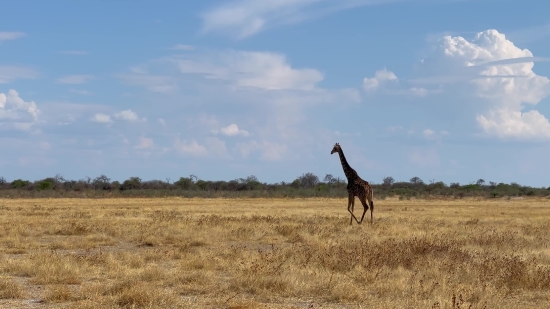 Funny Clips Without Copyright, Giraffe, Ostrich, Landscape, Safari, Bird