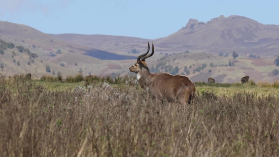 Funny Green Screen Video Download, Antelope, Buck, Wildlife, Mammal, Deer