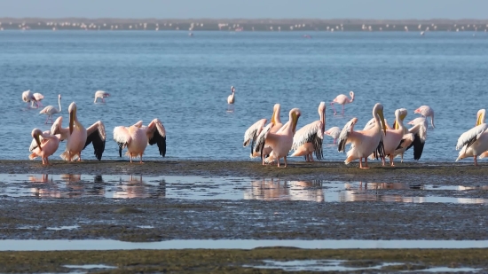 Funny Hindi Video Clips Download, Beach, Pelican, Water, Sea, Seaside