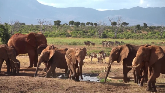 Funny Movie Clip Download, Elephant, Mammal, Horses, Horse, Animals