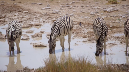 Funny Stock Video Clips, Zebra, Equine, Ungulate, Wildlife, Safari