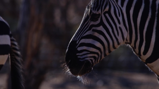 Funny Video Clip Download No Copyright, Zebra, Equine, Ungulate, Wildlife, Safari