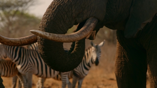 Funny Video Shorts Download, Mammal, Wildlife, Bull, Elephant, Wild