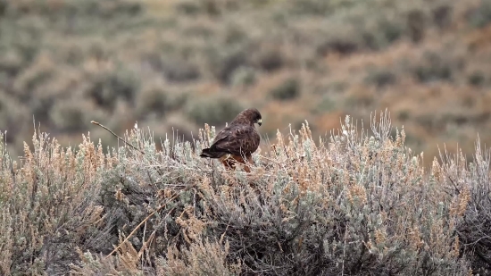 Game Bird, Bird, Grouse, Game, Partridge, Wildlife