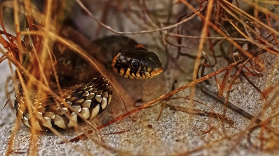 Garter Snake, Snake, Reptile, Wildlife, Wild, Water Snake