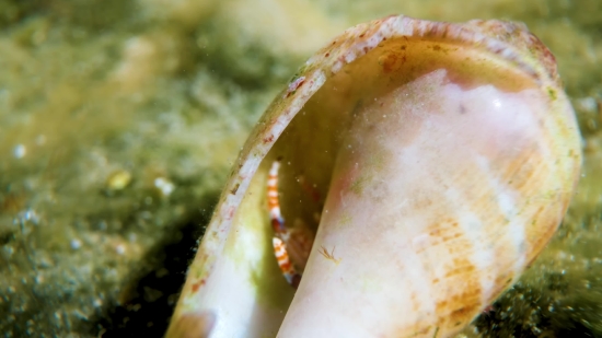 Gastropod, Mollusk, Conch, Invertebrate, Food, Meal