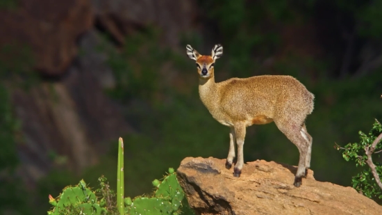 Gazelle, Antelope, Deer, Wildlife, Buck, Ruminant