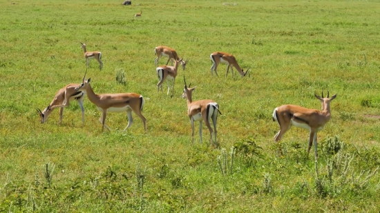 Gazelle, Antelope, Impala, Ruminant, Wildlife, Wild