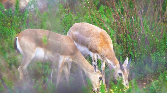 Gazelle, Antelope, Impala, Wildlife, Ruminant, Deer