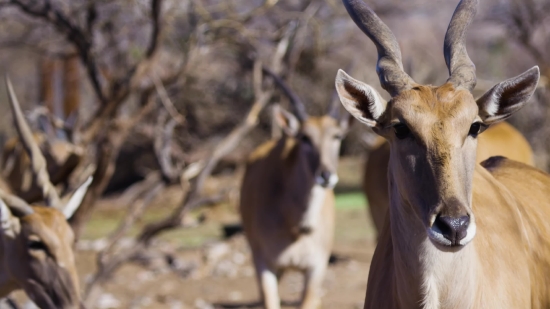 Gazelle, Antelope, Ruminant, Impala, Wildlife, Deer