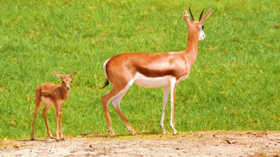 Gazelle, Antelope, Ruminant, Wildlife, Deer, Impala