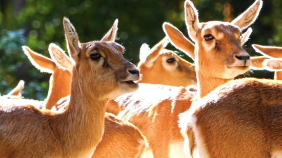 Gazelle, Antelope, Ruminant, Wildlife, Deer, Wild