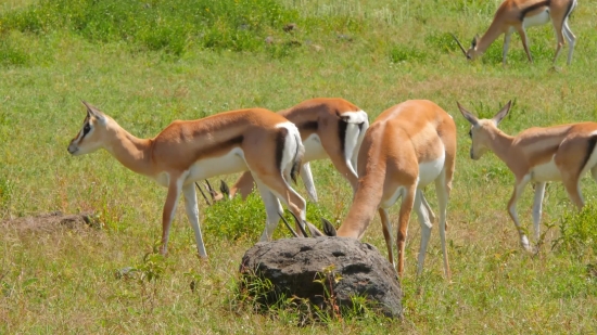 Gazelle, Antelope, Ruminant, Wildlife, Deer, Wild