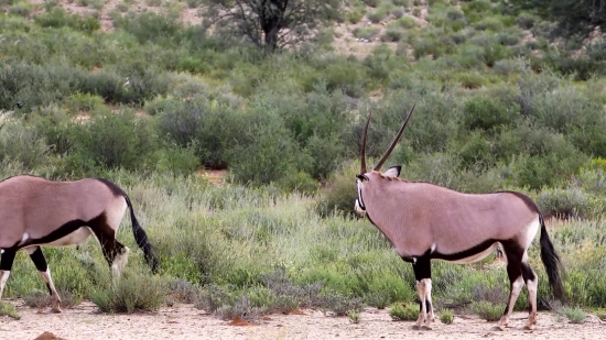 Gazelle, Antelope, Ruminant, Wildlife, Deer, Wild