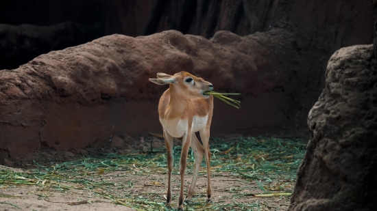 Gazelle, Antelope, Ruminant, Wildlife, Deer, Wild