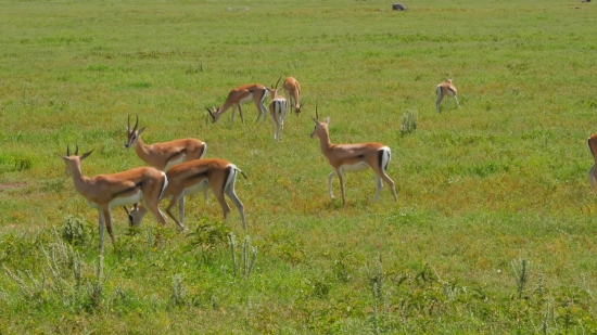 Gazelle, Antelope, Ruminant, Wildlife, Impala, Deer