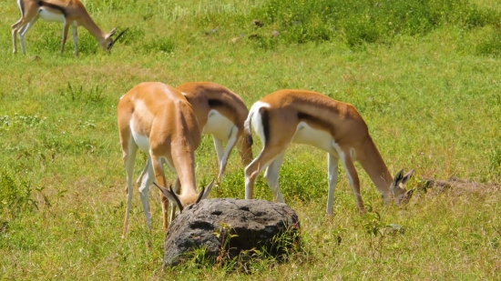 Gazelle, Antelope, Ruminant, Wildlife, Wild, Deer