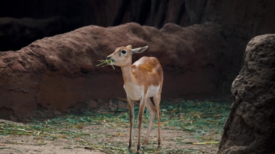 Gazelle, Antelope, Wildlife, Deer, Ruminant, Wild