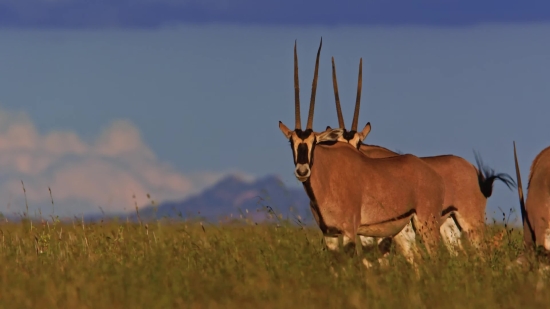 Gazelle, Antelope, Wildlife, Ruminant, Wild, Deer