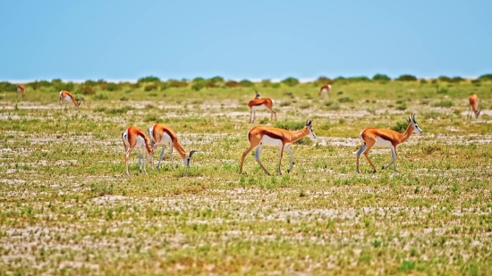 Gazelle, Impala, Antelope, Ruminant, Wildlife, Safari