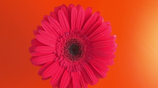 Getty Video Library, Daisy, Flower, Petal, Blossom, Spring