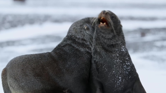 Ghost Video Clip, Retriever, Dog, Hunting Dog, Sporting Dog, Sea