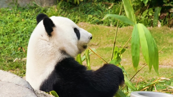 Giant Panda, Mammal, Wildlife, Bear, Wild, Fur