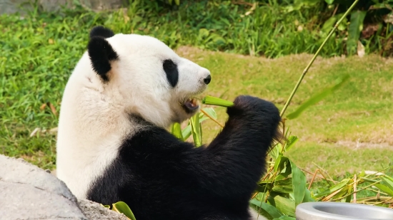 Giant Panda, Mammal, Wildlife, Bear, Wild, Fur