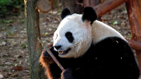 Giant Panda, Mammal, Wildlife, Wild, Bear, Zoo