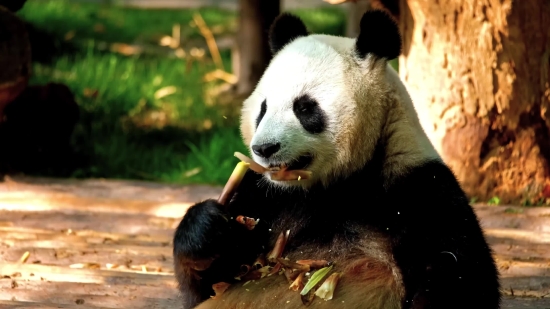 Giant Panda, Mammal, Wildlife, Wild, Bear, Zoo