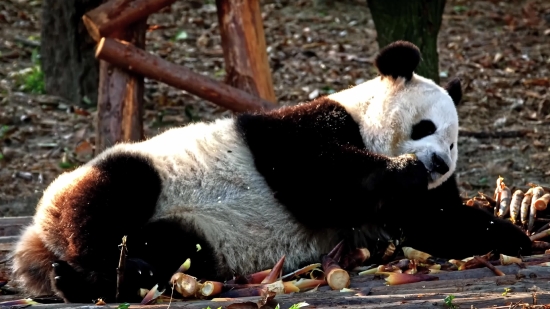 Giant Panda, Mammal, Wildlife, Wild, Fur, Animals