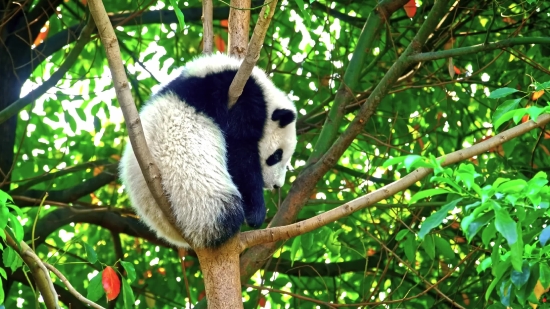 Giant Panda, Mammal, Wildlife, Wild, Fur, Black