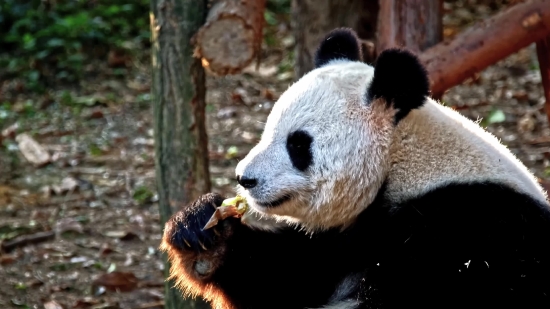 Giant Panda, Mammal, Wildlife, Wild, Zoo, Fur