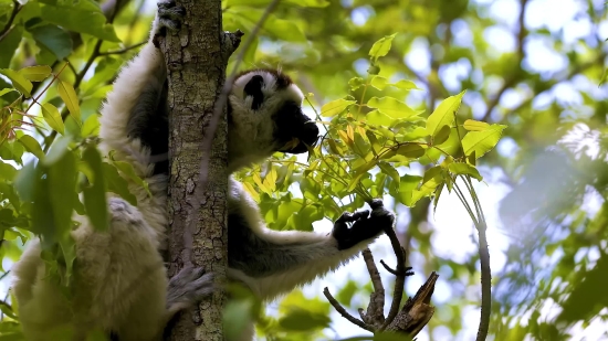 Giant Panda, Primate, Lemur, Mammal, Wildlife, Wild