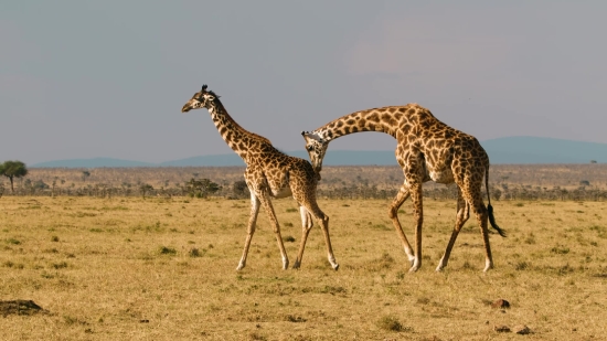 Giraffe, Animal, Safari, Wildlife, Mammal, Wild