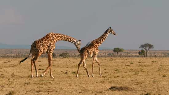 Giraffe, Animal, Wildlife, Safari, Mammal, Wild