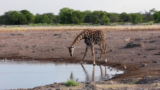 Giraffe, Animal, Wildlife, Safari, Wild, Mammal