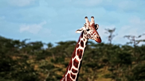 Giraffe, Animal, Wildlife, Tall, Safari, Wild