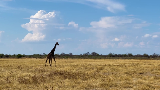 Giraffe, Field, Landscape, Sky, Plain, Grass