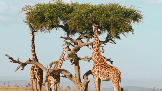 Giraffe, Tree, Woody Plant, Landscape, Park, Sky