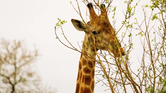 Giraffe, Tree, Woody Plant, Sky, Park, Outdoors